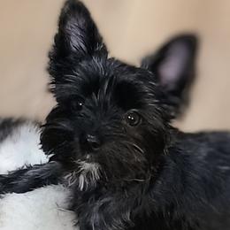 Luna - Yorkshire Terrier