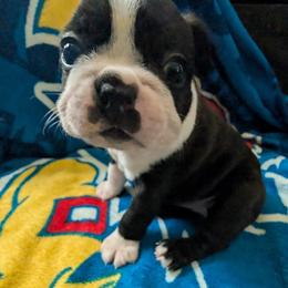 Boston Terrier Puppies from Boston's Boston Terriers AKC