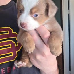 Clover - Red & white female Miniature Australian Shepherd puppy in Las Vegas, Nevada from Marii's Aussies