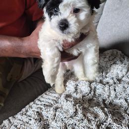 Maltipoo Puppies from Kirksey Texas Elite Maltidoodles
