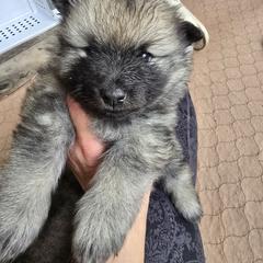 Willow - Gray silver and black Keeshond puppy in Rogers, Minnesota from Legacy Keeshonds