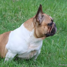 Carmen - French Bulldog