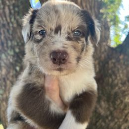 Boy 1 - Red merle male Australian Shepherd puppy in Lakeland, Florida from Infinite Aussies