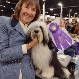 Tashi - Tibetan Terrier
