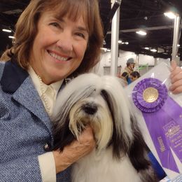 Tashi - Tibetan Terrier