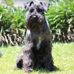 Cricket - Miniature Schnauzer