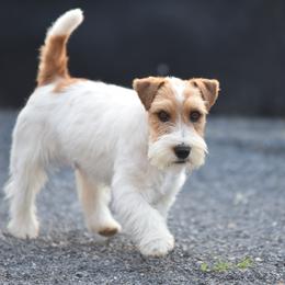 Pucci - Russell Terrier