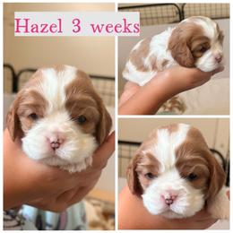 Hazel - Blenheim female Cavalier King Charles Spaniel puppy in Atwater, California from Countryside Royalty Cavaliers
