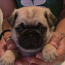 Russel-Blue Collar - Fawn male Pug puppy in New Braunfels, Texas from Kex Pug Haus