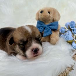 Franco (Aqua Collar) - Red male Pembroke Welsh Corgi puppy in North Charleston, South Carolina from Corgivilla