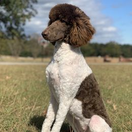 Ruby - Poodle