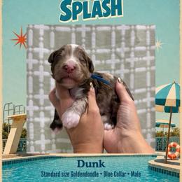 Dunk - Dallas TX - 4,000 - Chocolate male Goldendoodle puppy in Garland, Texas from Twilight Doodles