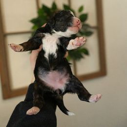 Bernedoodle, Cavapoo, Goldendoodle, and Poodle Puppies from Wasatch Pup