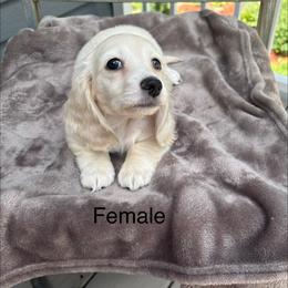 Cream piebald longhair - Cream female Dachshund puppy in Helenville, Wisconsin from Remarkable Doxies