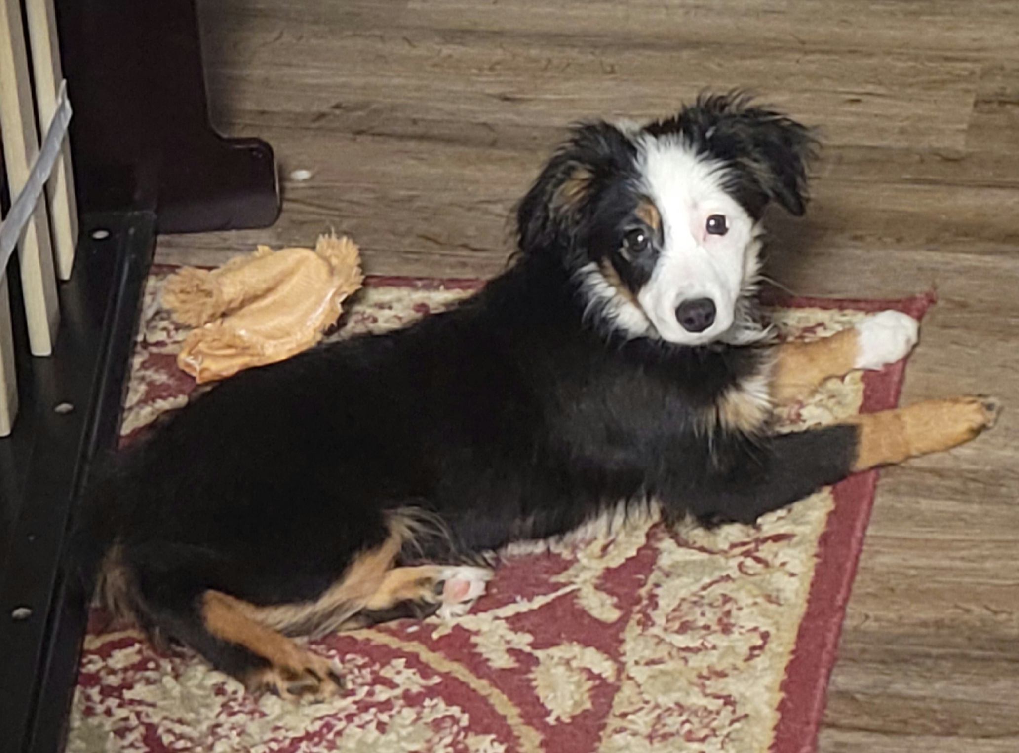 Hyperion - Toy Australian Shepherd