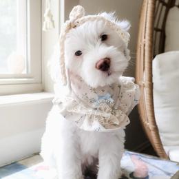 Edelweiss - Cream female Goldendoodle puppy in Savannah, Georgia from Vino and Vespa Doodles