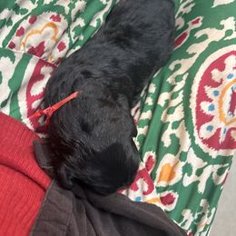 Boy 2 - Black male Bouvier des Flandres puppy in Bethlehem, Connecticut from Bouviers Gate House