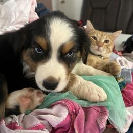 Australian Shepherd and Miniature Australian Shepherd Puppies from Wiggle Creek Aussies