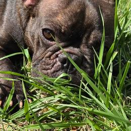 Muffin - French Bulldog
