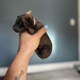 Virtue-  white - Fawn sable male Belgian Malinois puppy in North Carolina from Furia Ignis Belgian Malinois