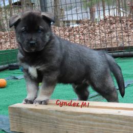 Cynder Male 1 - Agouti and white male Siberian Husky puppy in Hiawassee, Georgia from Chastains Huskies