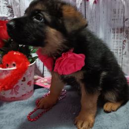 Pink - Black and red female German Shepherd puppy in Gustavus, Ohio from Cross Kreek Kennels