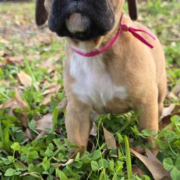 Miss Rose - Fawn female Boxer puppy in Prairieville, Louisiana from Puppy Patch