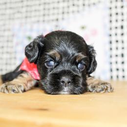 Nico - Black and tan male Cocker Spaniel puppy in Rattan, Oklahoma from Double M Cocker Spaniels
