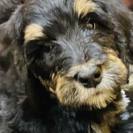 Bernedoodle Puppies from Doodles of Tampa Bay