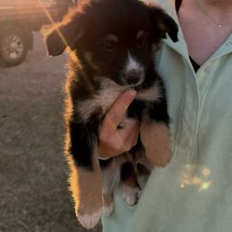 Blake - Black tri male Miniature Australian Shepherd puppy in Geary, Oklahoma from Helm Farms Aussies