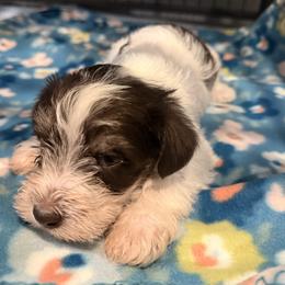 Bronco - Parti male Miniature Schnauzer puppy in Scottsboro, Alabama from EsKay Mini Schnauzers