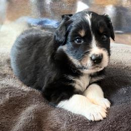Lady - Black tri-color female Australian Shepherd puppy in Harrah, Oklahoma from Kamm's Aussies