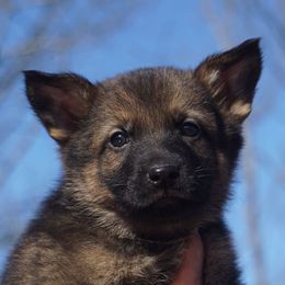 German Shepherd Puppies from My K9 Guardian
