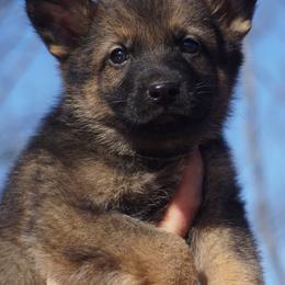 German Shepherd Puppies from My K9 Guardian