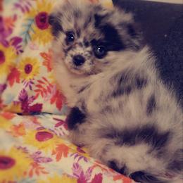 French Bulldog and Pomeranian Puppies from Purrs N Poms