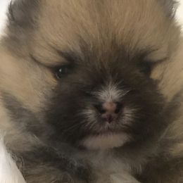 Pomeranian Puppies from Pardi Poms
