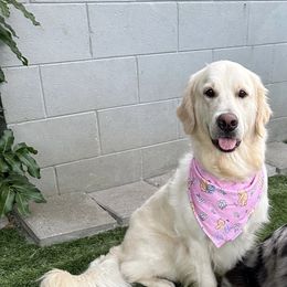 Bella - Golden Retriever