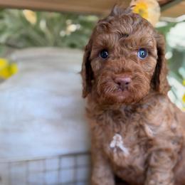 Lizzy - Apricot female Cavapoo puppy in Yuciapa, California from AlltheDoodlez_