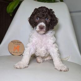 Yankee - Parti male Poodle puppy in Plainfield, New Jersey from Caris Paws Poodles and Labradoodles