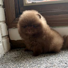 Chocolate Drop - Chocolate male Pomeranian puppy in Youngstown, Ohio from Peachy Pomeranians