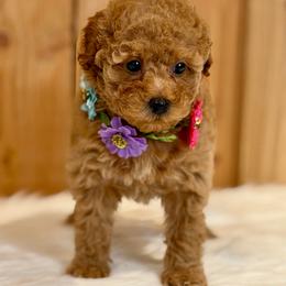 Holly - Apricot female Poodle puppy in Salem, Oregon from Lavish Poodles