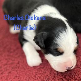 Charles Dickens (Charlie) - Black tri-color male Australian Shepherd puppy in Lebanon, Oregon from Mt. Hope Aussies