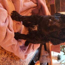 Goldendoodle Puppies from Renegade Doodles