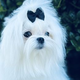 Maltese from Wonderland Maltese