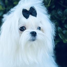 Maltese from Wonderland Maltese