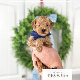 B R O O K S - Red  male Goldendoodle puppy in Cedar City, Utah from Cedar Doodles- Home of the Teddybear Goldendoodle