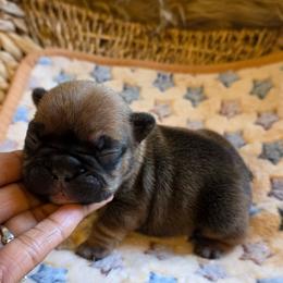 (M2) - Fawn and white male French Bulldog puppy in Springfield, Missouri from #1 Frenchies aka Nokie's Bullies