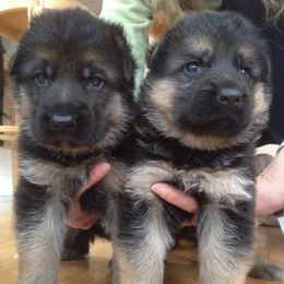 German Shepherds from Vom Derbyholland Land