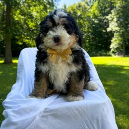Chip - Tri-color male Bernedoodle puppy in St Joe, Indiana from Pawsh Bernedoodles