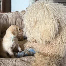 Titan - Goldendoodle